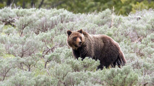 Yellowstone Area Grizzlies Regain Endangered Species Protection