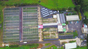 Puerto Rican Farm Powers On After Hurricane Thanks to Solar Energy