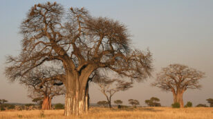 Africa’s Iconic Baobabs Are Dying, Including World’s OIdest Flowering Tree