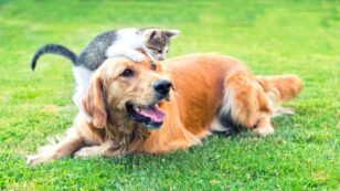 Climate Change Is Prolonging Flea and Tick Season for Pets