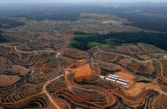 New Report Finds Indonesian Forestry Company Cleared Endangered Orangutan Habitat
