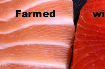 Farmed Salmon Delivers Half the Omega-3s of Five Years Ago