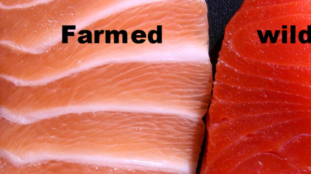 Farmed Salmon Delivers Half the Omega-3s of Five Years Ago