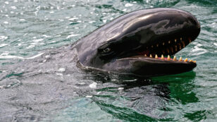 More Than 17,500 Square Miles Protected for Hawaii’s False Killer Whales