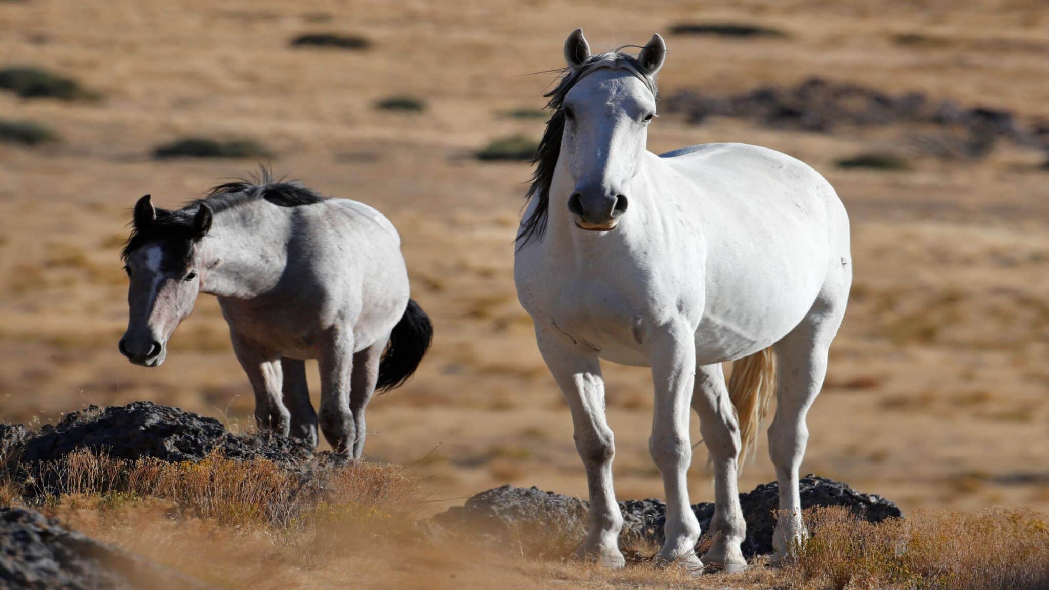 Wild horses roam in Utah.