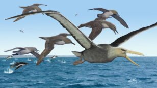 Giant ‘Toothed’ Birds Flew Over Antarctica 40 Million Years Ago
