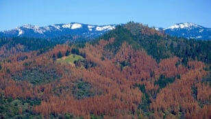 California Tree Loss Could Have Implications for Forests Nationwide
