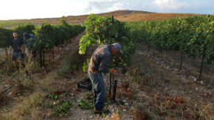 Climate Crisis Could Destroy Most Vineyards