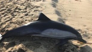 ‘Senseless Killing’: Dolphin Found Shot Dead on California Beach