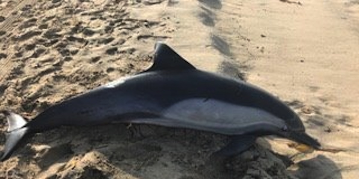 'Senseless Killing': Dolphin Found Shot Dead on California Beach - EcoWatch
