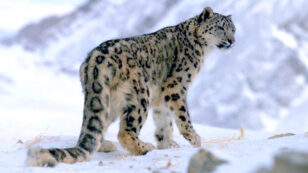 Poachers Illegally Kill Hundreds of Endangered Snow Leopards Each Year