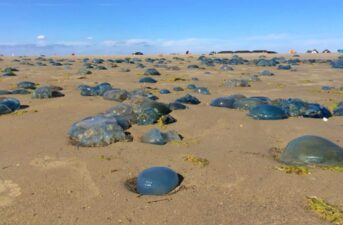 Jellyfish May Benefit From Climate Change