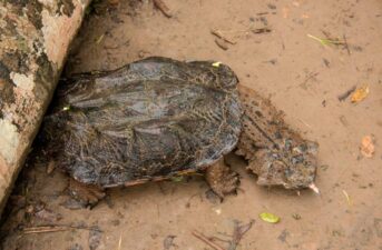 DNA Test Stops Illegal Shipment of 2,200 Matamata Turtles