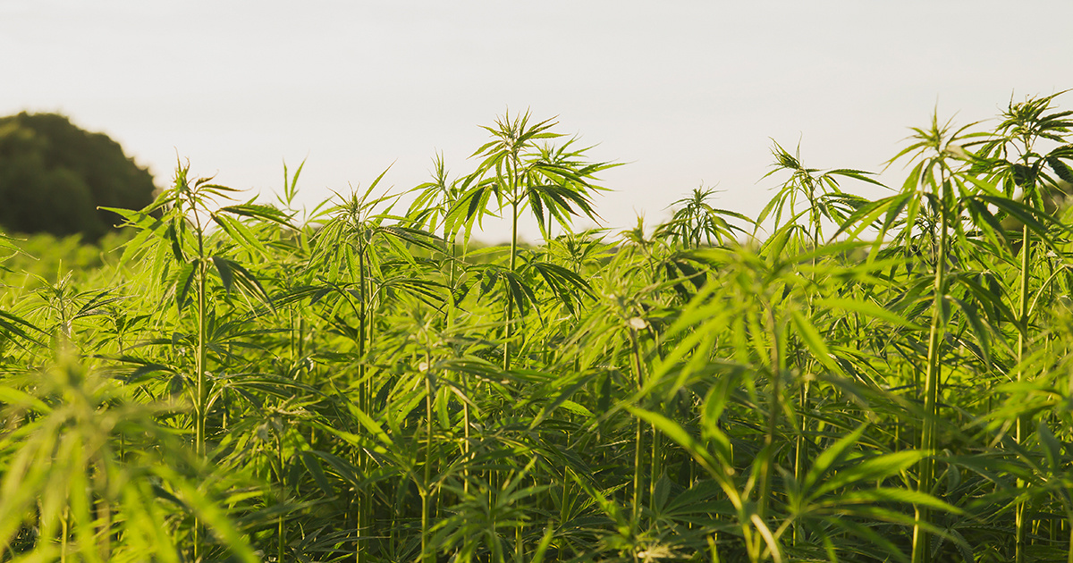 Hemp May Soon Be Federally Legal, But Many Will Be Barred From Growing It - EcoWatch