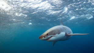 4 Amazing Shark Stories to Enjoy This Shark Week