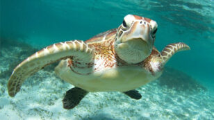 9 Super Cool Facts About Sea Turtles