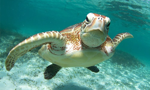 9 Super Cool Facts About Sea Turtles