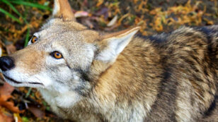 With Only​ 45 Red Wolves Left in the Wild, Confinement Plan Won’t Save Species