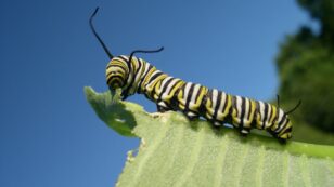 Study: Monarch Caterpillars Get Angry When They’re Hungry
