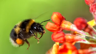 Trump Admin Reverses Ban on ‘Bee-Killing’ Pesticides in National Wildlife Refuges