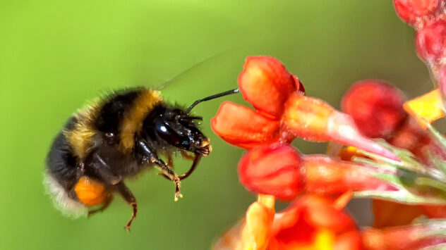 Trump Admin Reverses Ban on ‘Bee-Killing’ Pesticides in National Wildlife Refuges