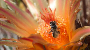 Climate Change Could Drive Bees in Warmer Regions to Extinction