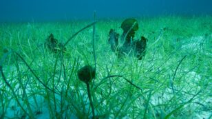 Seagrass: Another Vital Carbon-Sequestering Ecosystem Threatened by Climate Change