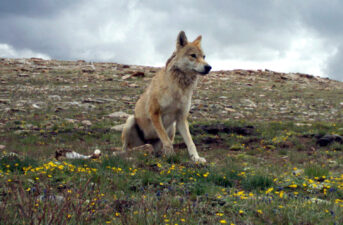 Himalayan Wolf Needs Recognition as Distinct Species, Study Finds