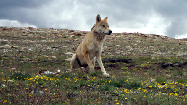 Himalayan Wolf Needs Recognition as Distinct Species, Study Finds