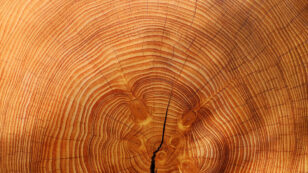 Tree Rings Reveal Climate Secrets of the Forest