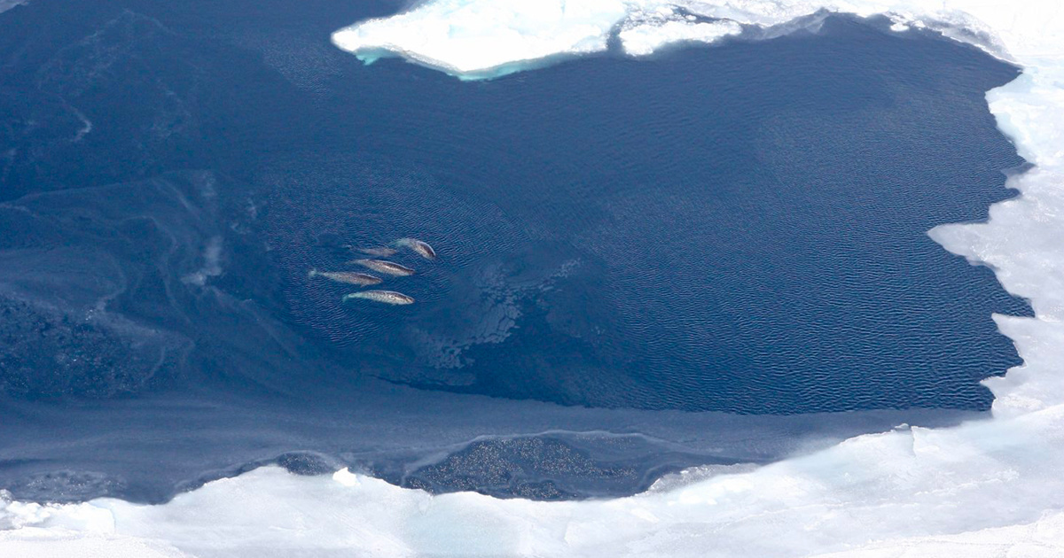 Arctic Ship Traffic Threatens Narwhals and Other Extraordinary Animals - EcoWatch