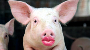 Big Oil Puts New Shade of Lipstick on Climate Denial Pig