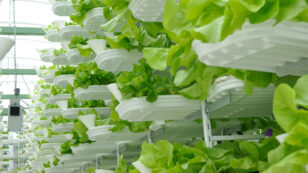Farming in the Desert: Are Vertical Farms the Solution to Saving Water?