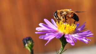 New Evidence Shows Bayer, Syngenta Tried to Influence Scientists on Bee Study