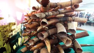 Huge Victory for Elephants: Hong Kong Bans Ivory Trade