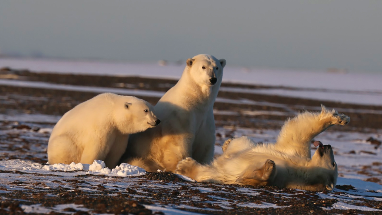 Climate Change, Oil Development Threaten Alaska’s Polar Bears