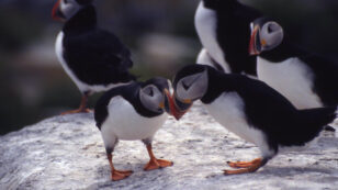 Global Warming Threatens Maine Puffin Colony