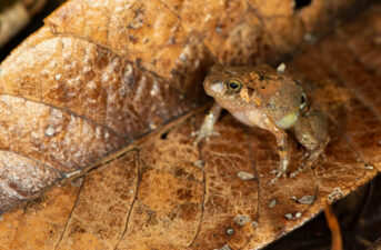 New Species of Diamond Frog Discovered in Remote Pocket of Madagascar