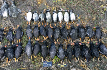 ‘We’ve Never Seen Anything Like This’: Hundreds of Dead Puffins Wash Ashore in the North Pacific
