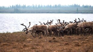 Russia Plans to Kill 250,000 Reindeer Amid Anthrax Fears
