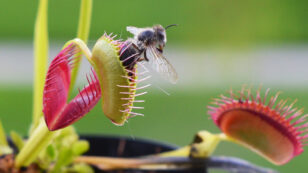 Friend or Food? Why Venus Flytraps Don’t Eat Their Pollinators