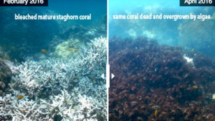 35% of Northern and Central Great Barrier Reef Is Dead or Dying