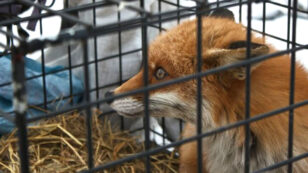 USDA Cites Breeders for Abuse, Then Gives Them a Ton of Business