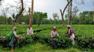 The True Cost of a Cup of Assam Tea