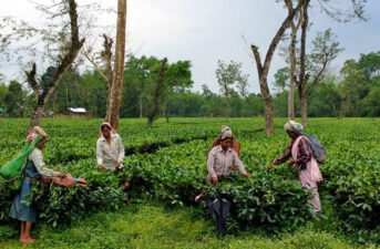 The True Cost of a Cup of Assam Tea