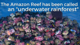 Total’s Application to Drill Near Amazon Reef Rejected