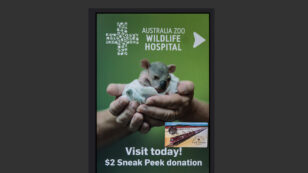 Steve Irwin Family’s Wildlife Hospital Treats 90,000th Animal as Bushfires Menace Australia