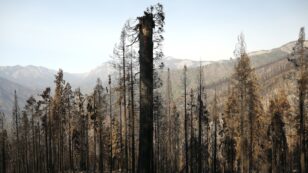 1,000 Giant Sequoias Likely Killed in Castle Fire, Many Had Lived for Over 500 Years