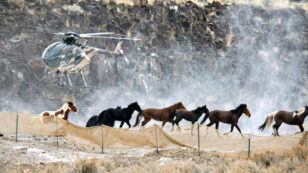 Wild Horses Under Siege on Public Lands