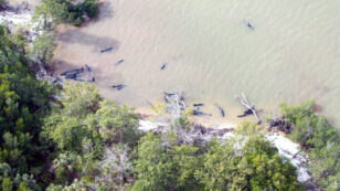 82 False Killer Whales Dead in Massive Stranding Off Everglades National Park